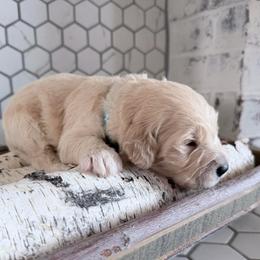 Dustin - Cream male Goldendoodle puppy in Mount Pleasant, Utah from Betty's Goldendoodles