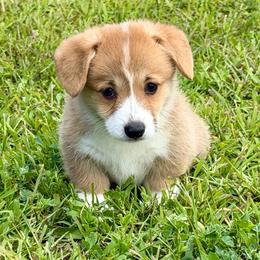 Red or sable girl 3 - Sable female Pembroke Welsh Corgi puppy in Rochester, Indiana from Stacy’s Pembroke Welsh Corgis