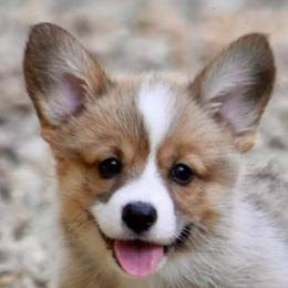 Labrador Retrievers and Pembroke Welsh Corgis from Gainesfield Labradors and Pembroke Welsh Corgis