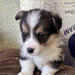 U-6 - Black and tan male Pembroke Welsh Corgi puppy in Sanford, Michigan from Tambali Pembroke Welsh Corgis