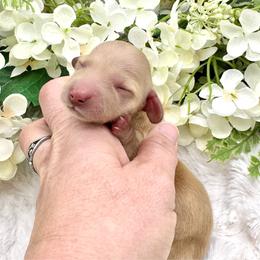 Louie - Red male Dachshund puppy in Exeter, California from Sawtooth Miniature Dachshunds