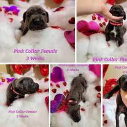 Cane Corso Puppies from Elite Empire Cane Corso