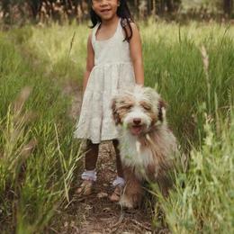 Bernedoodle, Bernese Mountain Dog, and Golden Retriever Puppies from Mercy Mountain Bernedoodles