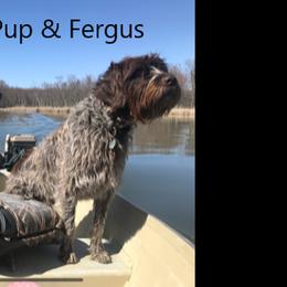 Goldendoodle and Wirehaired Pointing Griffon All Grown Up from Ole Poor Farm