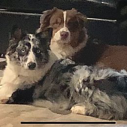 Australian Shepherds from SC Aussies