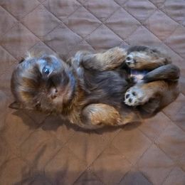 Noel - Sable male Shih Tzu puppy in Boston, Massachusetts from NFST IMPERIAL SHIHTZU PUPPIES