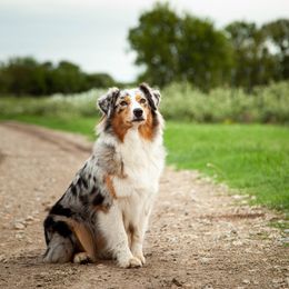 Retta - Australian Shepherd