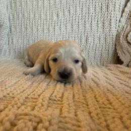 Boy 1 - Cream male Dachshund puppy in Walla Walla Valley, Oregon from English Cream Dachshunds