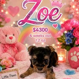 Zoe-pink (Toy) - Black and gold female Yorkshire Terrier puppy in Jamestown, North Carolina from North Carolina Maltese, Yorkies & Morkies(previously California Maltese, Yorkies & Morkies)
