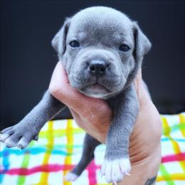 Dos - Blue female Staffordshire Bull Terrier puppy in Dallas, Texas from Wild Blue Staffords