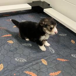 Henry - Black and tan male Pembroke Welsh Corgi puppy in Accident, Maryland from Deep Creeks Pembrokes