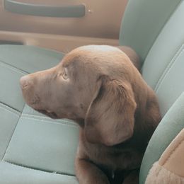 Dilute Retriever and Labrador Retriever Puppies from Clear Creek Kennels
