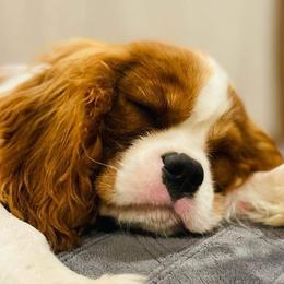 Cavalier King Charles Spaniels and Labrador Retrievers from Heavenly Pups