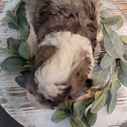 Aussiedoodle and Goldendoodle Puppies from Hunting Creek Kennels