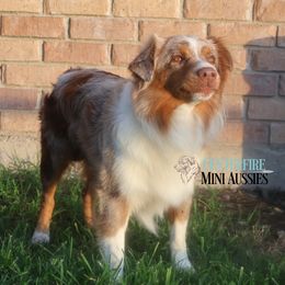 Ruger  - Miniature Australian Shepherd