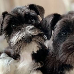 Miniature Schnauzers from Heather’s Schnauzers