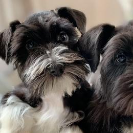 Miniature Schnauzers from Heather’s Schnauzers