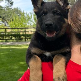 Red - Black and tan female German Shepherd puppy in Winters, California from Vom Haefner German Shepherds