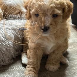 Thor - Apricot male Maltipoo puppy in Weatherford, Texas from Aprishew Maltipoo