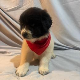 Red - White and black male Karakachan puppy in Pikeville, Tennessee from Rock Solid Ranch