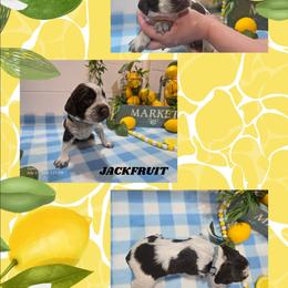 Boy 8 JACKFRUIT - Liver and white male English Springer Spaniel puppy in Saginaw, Michigan from Kemerer Springers
