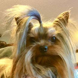 Dancer - Yorkshire Terrier