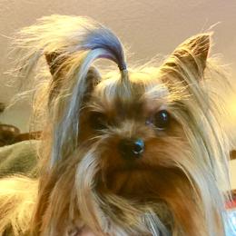 Dancer - Yorkshire Terrier