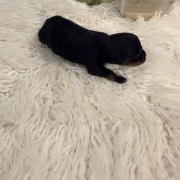 Etta - Black and mahogany female Rottweiler puppy in Denver, Colorado from DR