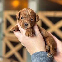 Lumi - Red  female Goldendoodle puppy in Wharton, Texas from Little Fur Friends