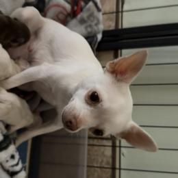 Betty - Chihuahua