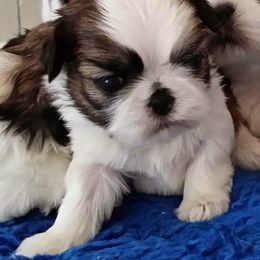 Shih Tzu Puppies from Jazzie Shih Tzu