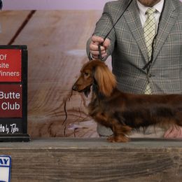 Shenanigan - Dachshund