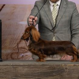 Shenanigan - Dachshund