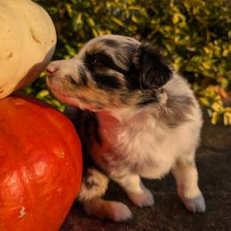 Australian Shepherd Puppies from Blosenski Aussies