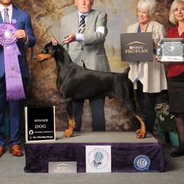 Preston  - Doberman Pinscher