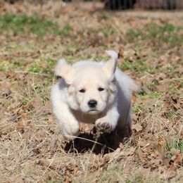 Golden Retriever Puppies from Golden Barnes Kennel