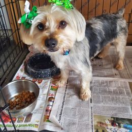Blue - Yorkshire Terrier