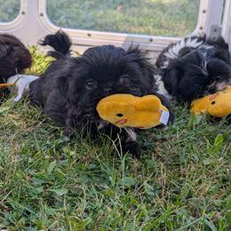 Simon - Black male Shih Tzu puppy in West Pawlet, Vermont from Morgan's Shih Tzus