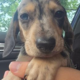 Gizmo - Fawn (isabella) and cream male Dachshund puppy in Kansas City, Missouri from Divine Doxies LLC