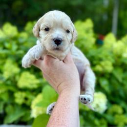 Sparkler - Yellow and white female Bernedoodle puppy in Midland, Michigan from Northern Charm Farm