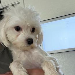 Lilly - Maltese