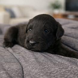Female 3 - Black female Giant Schnauzer puppy in Mcneal, Arizona from Olympian Giant Schnauzers and Westie’s!