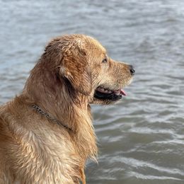 Golden Retrievers from Fields of Dreams Retrievers