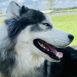 Siberian Huskies from Polo Breeding Program
