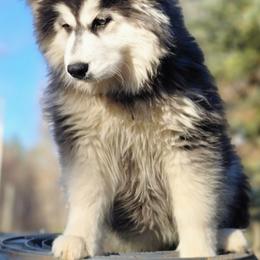 Siberian Husky Puppies from Delta Huskies