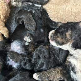 Bernedoodle and Goldendoodle Puppies from Forest Family Doodles