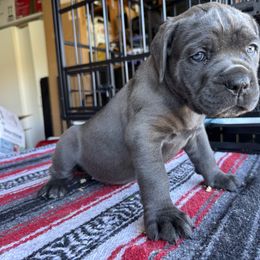 Red collar - Ariel - Gray female Cane Corso puppy in Vallejo, California from Rico's Cane Corso