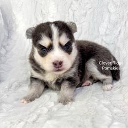 Encino - Blue male Pomsky puppy in Sheffield, Iowa from Clover Ridge Pomskies