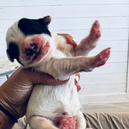 Finger Nail - White and black male Dalmatian puppy in Stanchfield, Minnesota from Darling Dalmatians