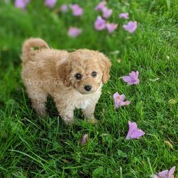 Bernedoodle and Cavapoo Puppies from Wag'in Tails